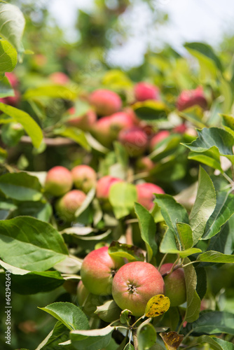 apples on old overloaded trees in red and green