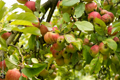 apples on old overloaded trees in red and green
