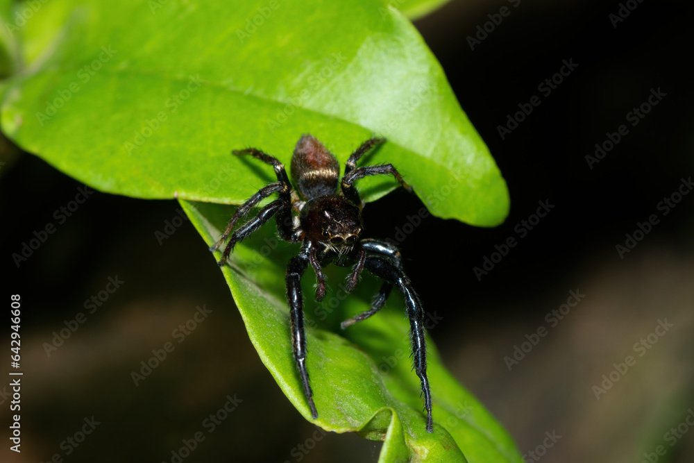 Close-up of a cute African Jumping Spider (Thyenula sp) foraging during a warm summer's evening Close-up of a cute African Jumping Spider (Thyenula sp) foraging during a warm summer's evening