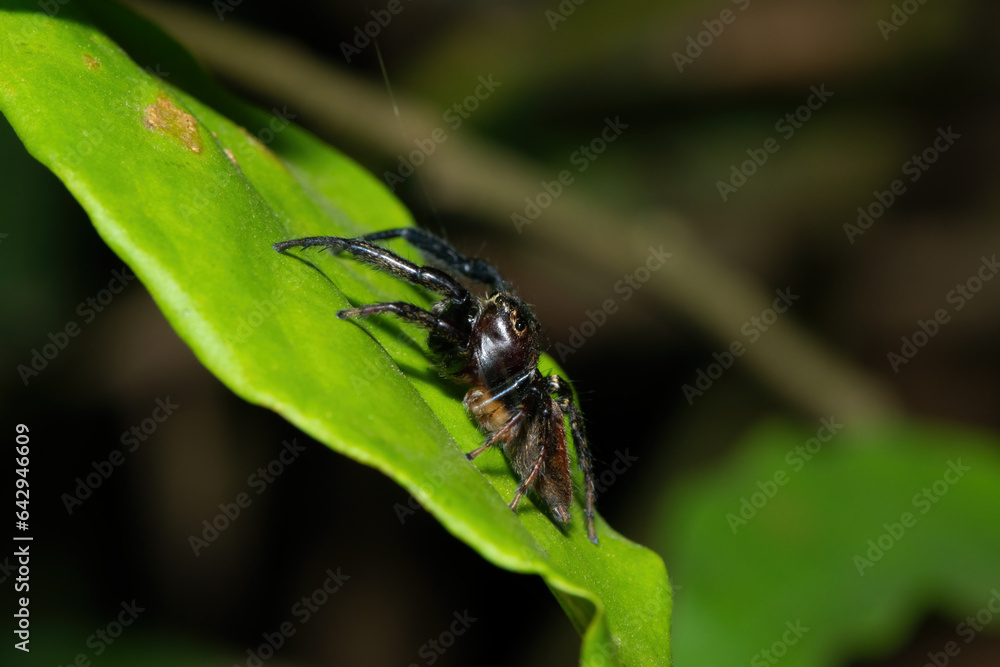 Close-up of a cute African Jumping Spider (Thyenula sp) foraging during a warm summer's evening Close-up of a cute African Jumping Spider (Thyenula sp) foraging during a warm summer's evening