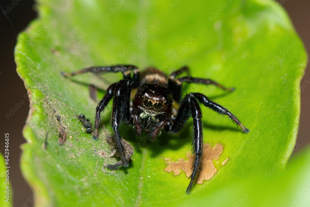 Close-up of a cute African Jumping Spider (Thyenula sp) foraging during a warm summer's evening Close-up of a cute African Jumping Spider (Thyenula sp) foraging during a warm summer's evening