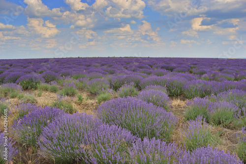 Beautiful lavender field, Moldova