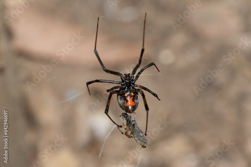 A venomous Brown Button spider (Latrodectus geometricus) on its web in the wild 