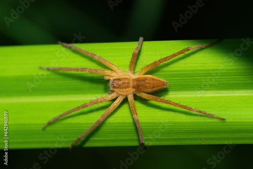 A beautiful Curtus's Fish-eating Spider (Nilus curtus) on reeds near a pond during a summer's evening