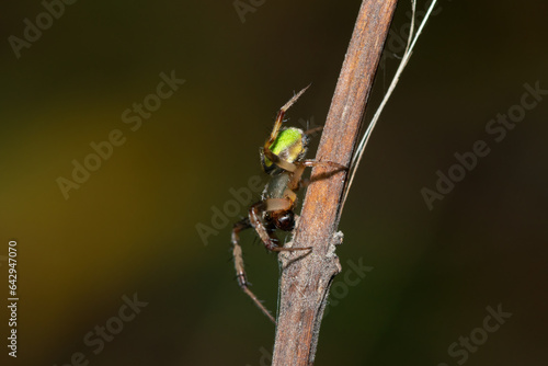 Close-up of a gorgeous Green Hairy Field Spider  Neoscona rufipalpis  in the wild