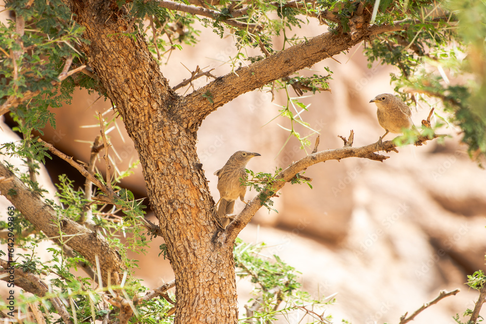 Fototapeta premium Arabian babbler