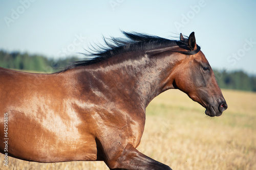 portrait of speedly running bay young mare in rye meadow at sunny evening. close up