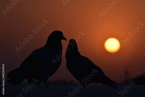 pigeons in the sunset