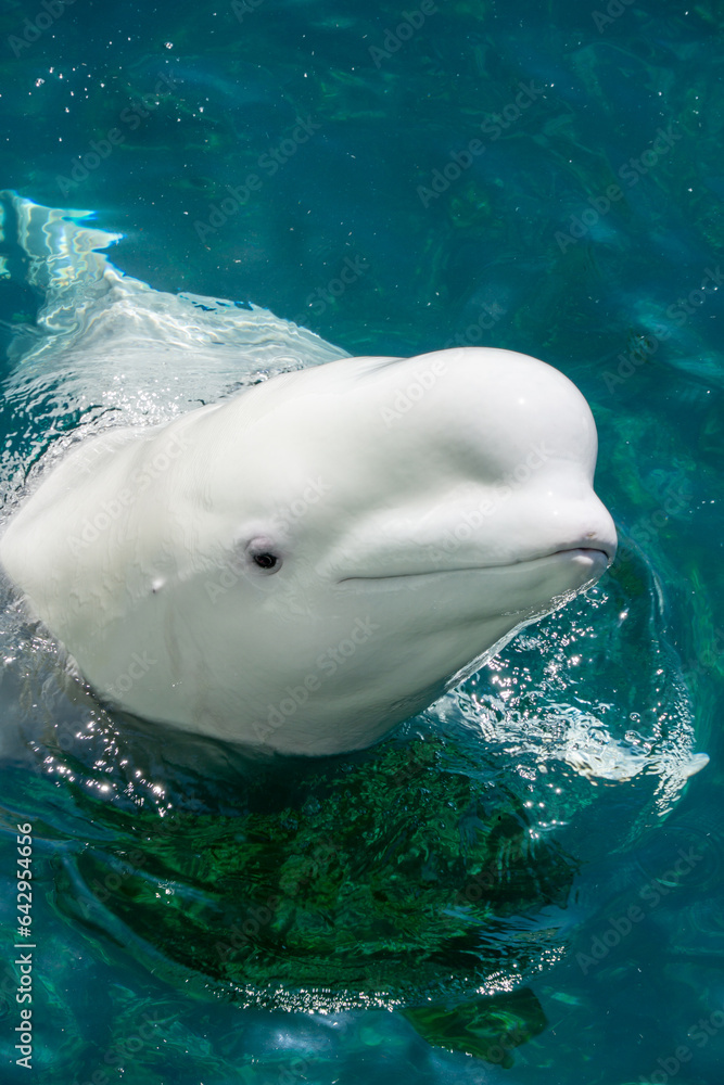 Naklejka premium シロイルカ