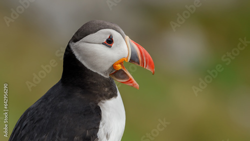 Atlantic puffin (Fratercula arctica), on the rock on the island of Runde (Norway). © Andrei Armiagov
