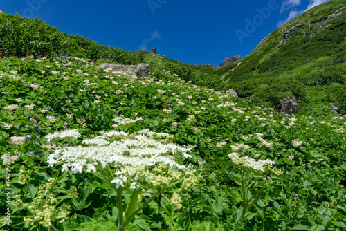 白馬大雪渓の風景（お花畑と青空）