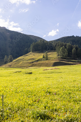 field of flowers