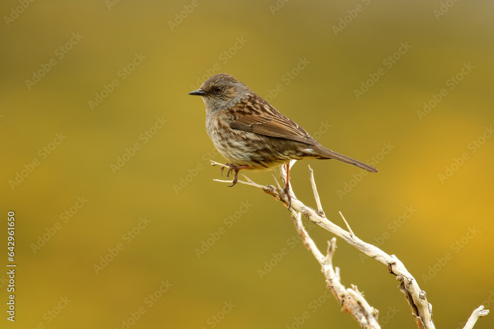Fototapeta premium aves de la sierra abulense