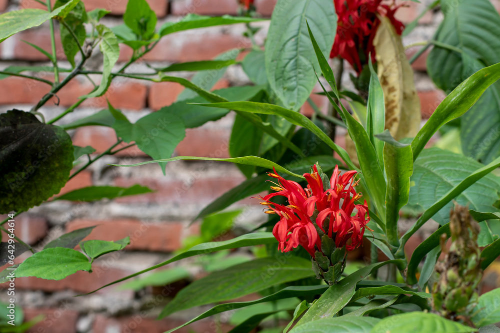 Red cardinal guard flower (pachystachys coccinea). Red cardinal guard flower (pachystachys coccinea).