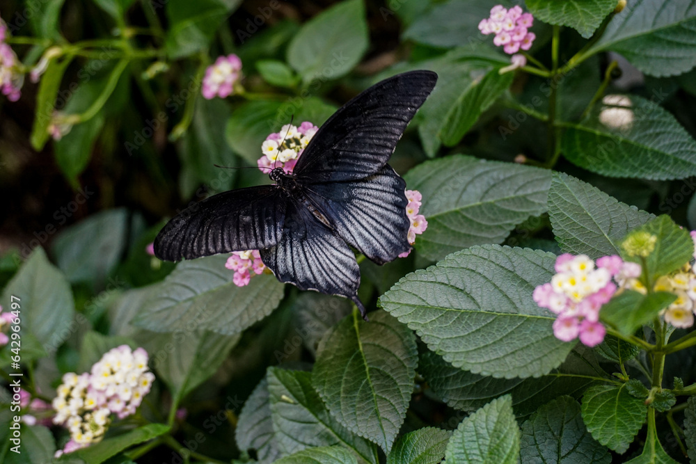 Black butterfly on a leaf in the tropical forest Black butterfly on a leaf in the tropical forest