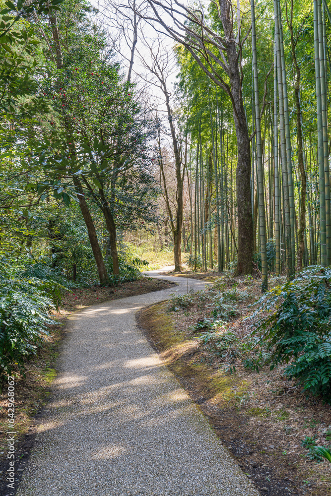 Fototapeta premium 竹林の小道