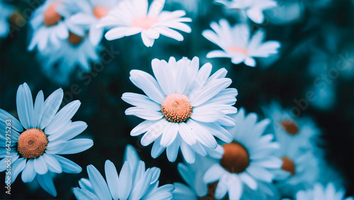 Daisies: Bellis perennis (common daisy) photo