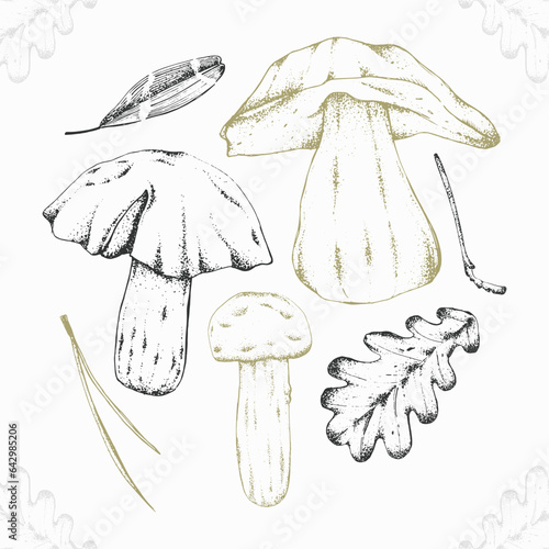 Vector illustration of forest items in engraving style. Set of edible mushrooms, fallen leaves, branch, acorns and wild berries. For menu design, recipes with ingredients, posters, textiles