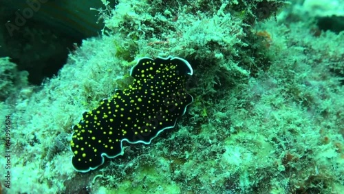 Gold spotted sea slug photo