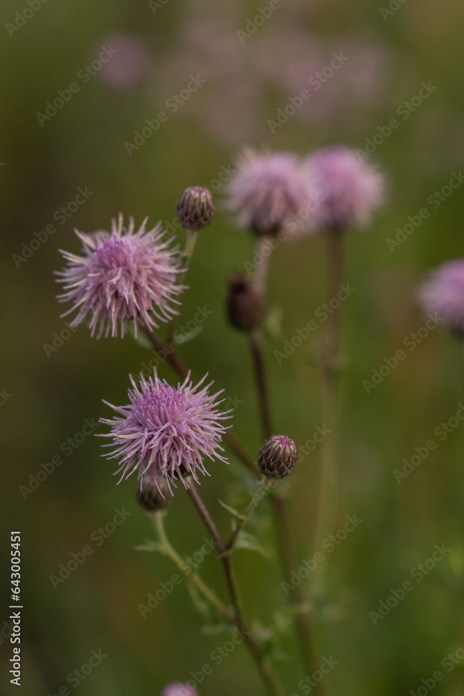 pink californian thistle blossoms in a rural meadow pink californian thistle blossoms in a rural meadow