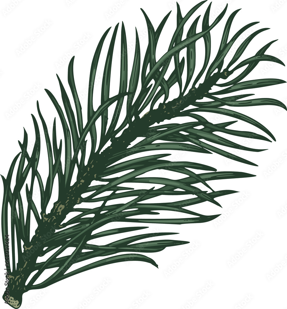Obraz premium Hand Drawn Coniferous Branch Illustration