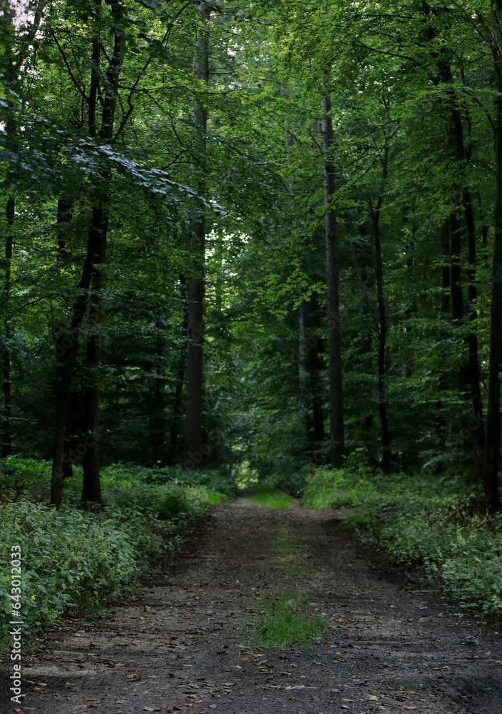 A hiking trail path in the forest in summer with green trees A hiking trail path in the forest in summer with green trees
