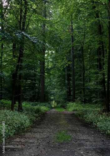 A hiking trail path in the forest in summer with green trees