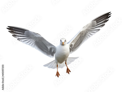 Flying Seagull isolated on transparent or white background, png