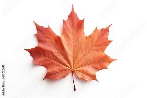 isolated white background autumn maple leaf