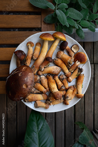 Freshly picked forest autumn mushrooms on the plate in the garden with green leaves 