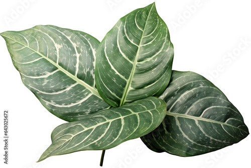 Green and white leaves of Aglaonema, a tropical houseplant with air-purifying properties isolated on transparent Background
