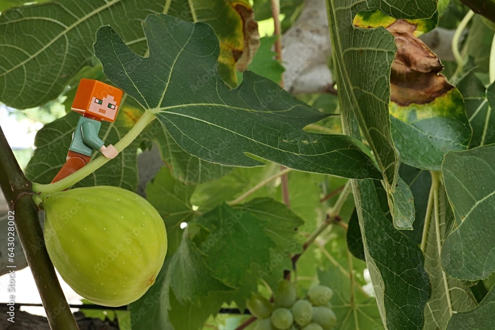 Obraz premium LEGO Minecraft figure of Alex climbing on green leaf of Fig Wine tree, latin name Ficus Carica, mature fig fruit growing on a branch under her.