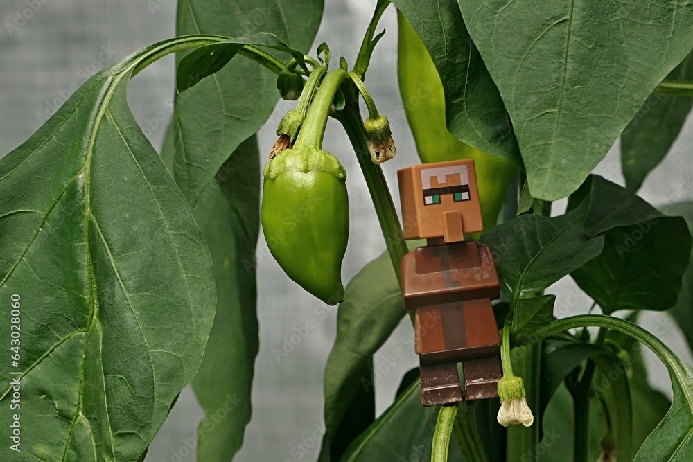 Obraz premium LEGO Minecraft figure of villager mob standing on Pepper plant, latin name Capsicum Annuum, in small greenhouse, with immature green pepper next to his head. 