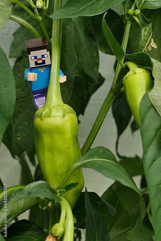 Obraz premium LEGO Minecraft figure of main character Steve standing on immature green pepper vegetable, latin name Capsicum Annuum, growing in greenhouse during summer season. 