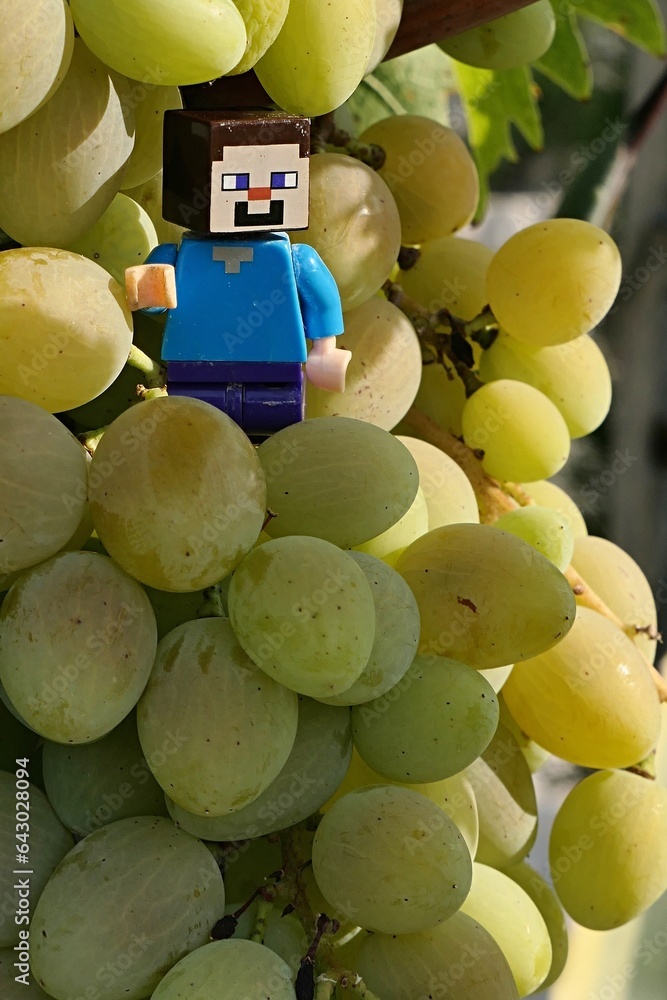 Obraz premium LEGO Minecraft figure of main hero Steve standing on mature vine grapes, summer daylight sunshine. 