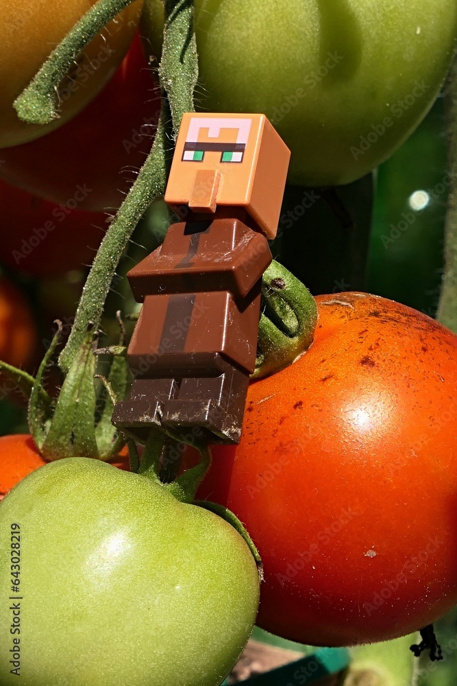 Obraz premium LEGO Minecraft figure of villager mob leaning on giant (at least for him) mature tomato growing in garden, august daylight sunshine. Immature green tomato visible under his feet