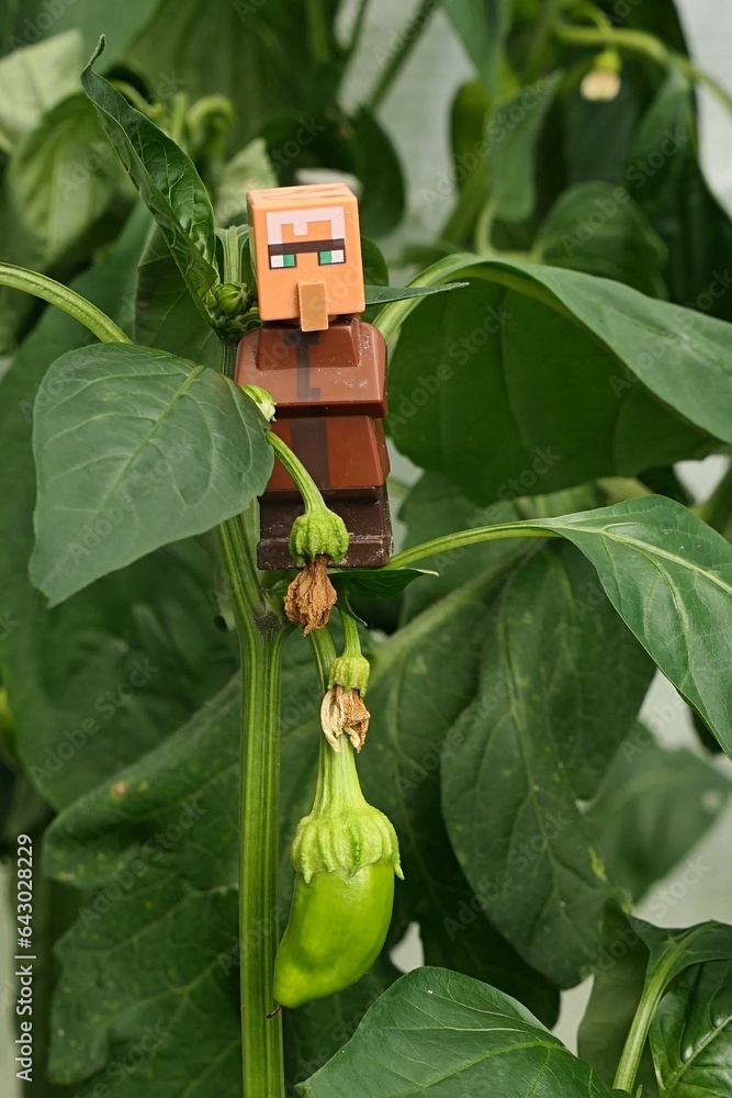 Obraz premium LEGO Minecraft figure of villager mob standing on Pepper plant, latin name Capsicum Annuum, in small greenhouse, with immature green pepper under him.