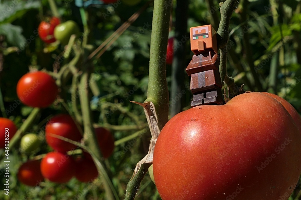 Obraz premium LEGO Minecraft figure of villager sunbathing on giant (at least for him) mature tomato growing in garden, august daylight sunshine. Other tomatoes visible in background. 