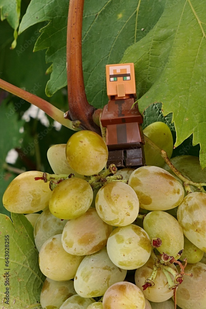 Obraz premium LEGO Minecraft villager standing on branch with bunch of grapes, sunlit by late august afternoon sunshine.