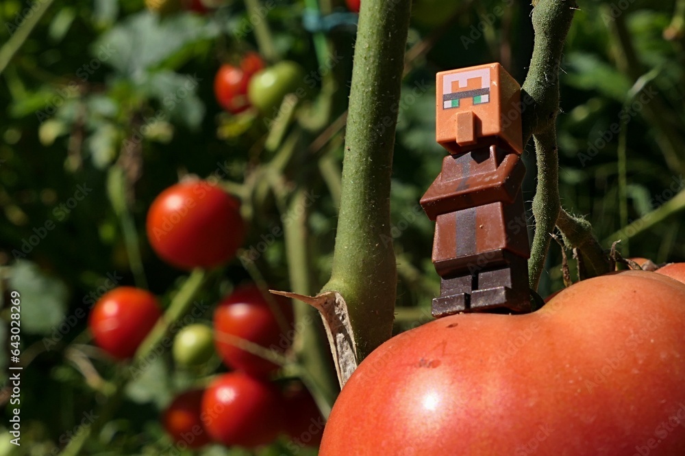 Fototapeta premium LEGO Minecraft figure of villager standing proudly on giant (at least for him) mature tomato growing in garden, august daylight sunshine,