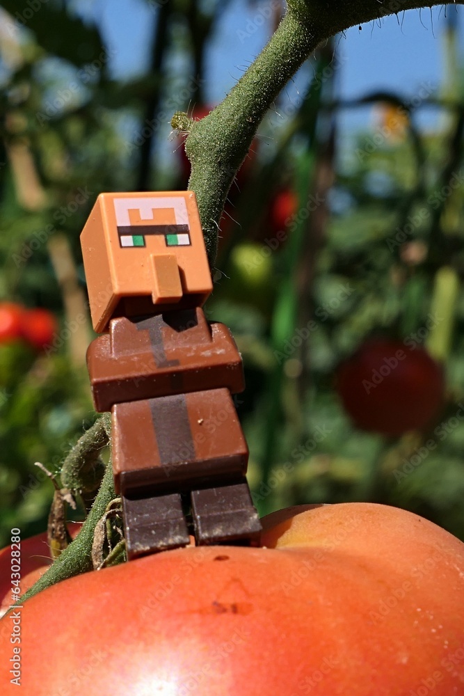 Obraz premium LEGO Minecraft figure of villager mob standing proudly on giant (at least for him) mature tomato growing in garden, august daylight sunshine,