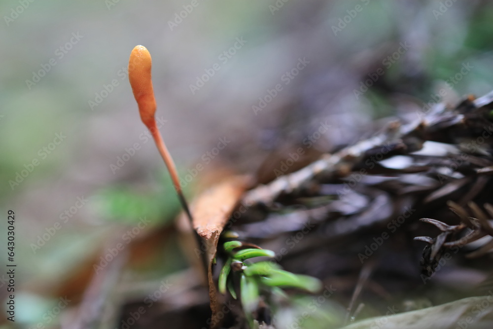 Obraz premium 冬虫夏草