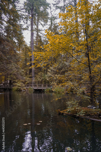 Autumn in the forest