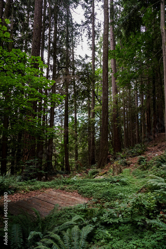 Path in the forest