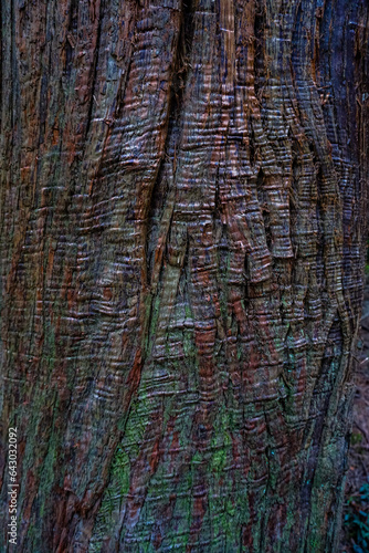 Tree bark texture