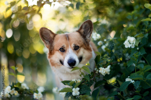corgi dog puppy sitting in a may spring sunny garden among flowering branches...