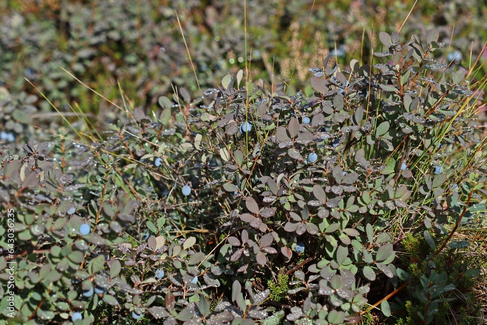 Rauschbeere (Vaccinium uliginosum) mit Tautropfen.und Früchten Rauschbeere (Vaccinium uliginosum) mit Tautropfen.und Früchten