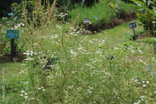 Trachyspermum roxburghianum plant in Sri Lanka, Asamodagam photo