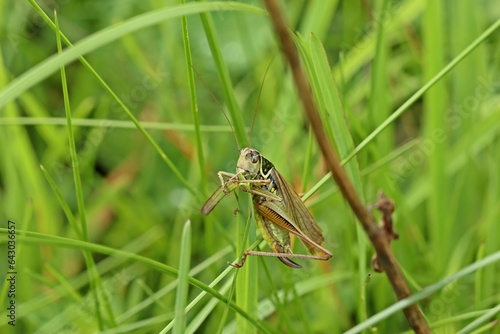 Weibliche Roesels Beißschrecke (Roeseliana roeselii) photo