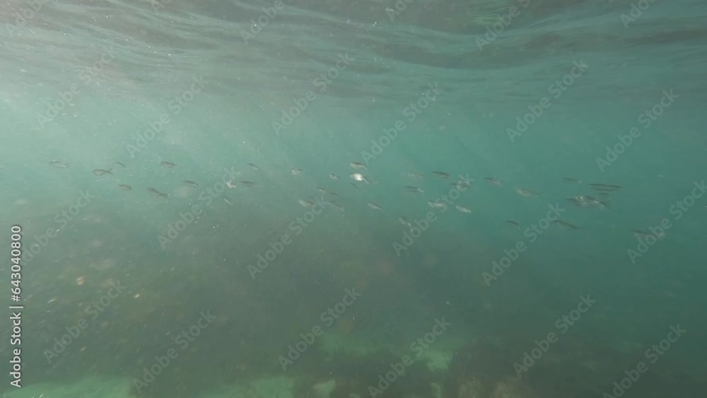 School of fish swimming around the sea. School of fish swimming around the sea.